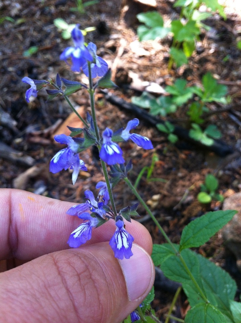 Nettleleaf Sage photo 6