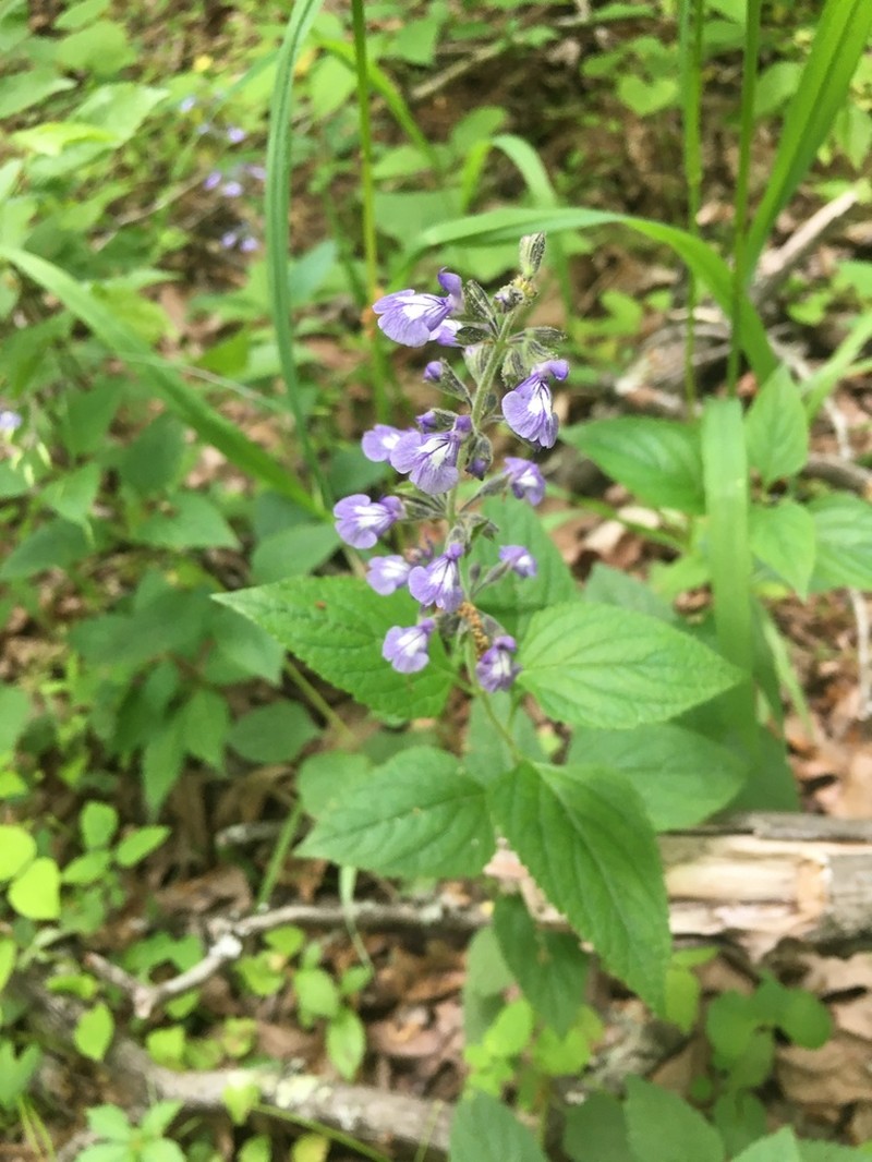 Nettleleaf Sage photo 7