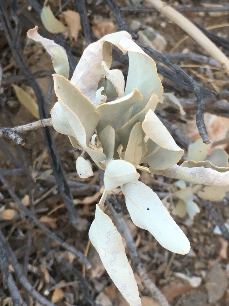 Scallopleaf Sage