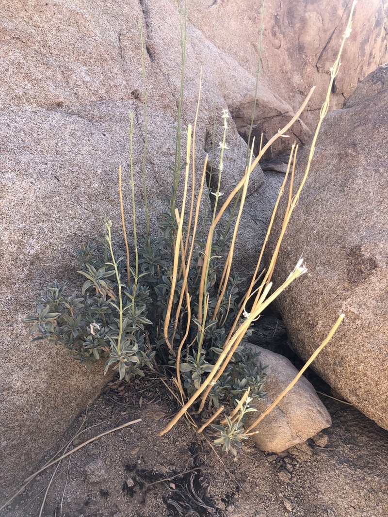 Scallopleaf Sage photo 4