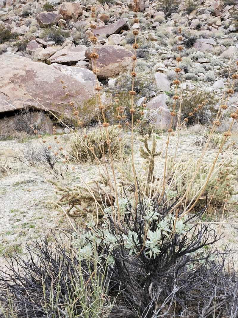 Scallopleaf Sage photo 6