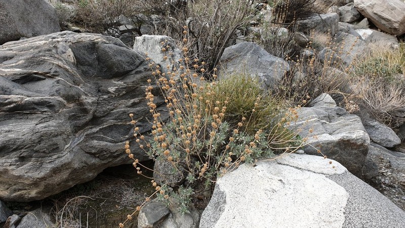 Scallopleaf Sage photo 7