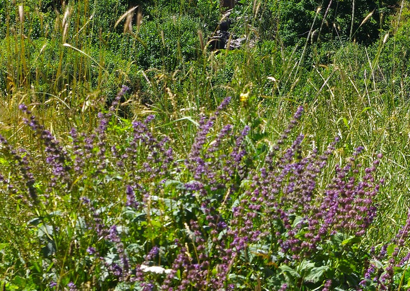 Lilac Sage photo 4