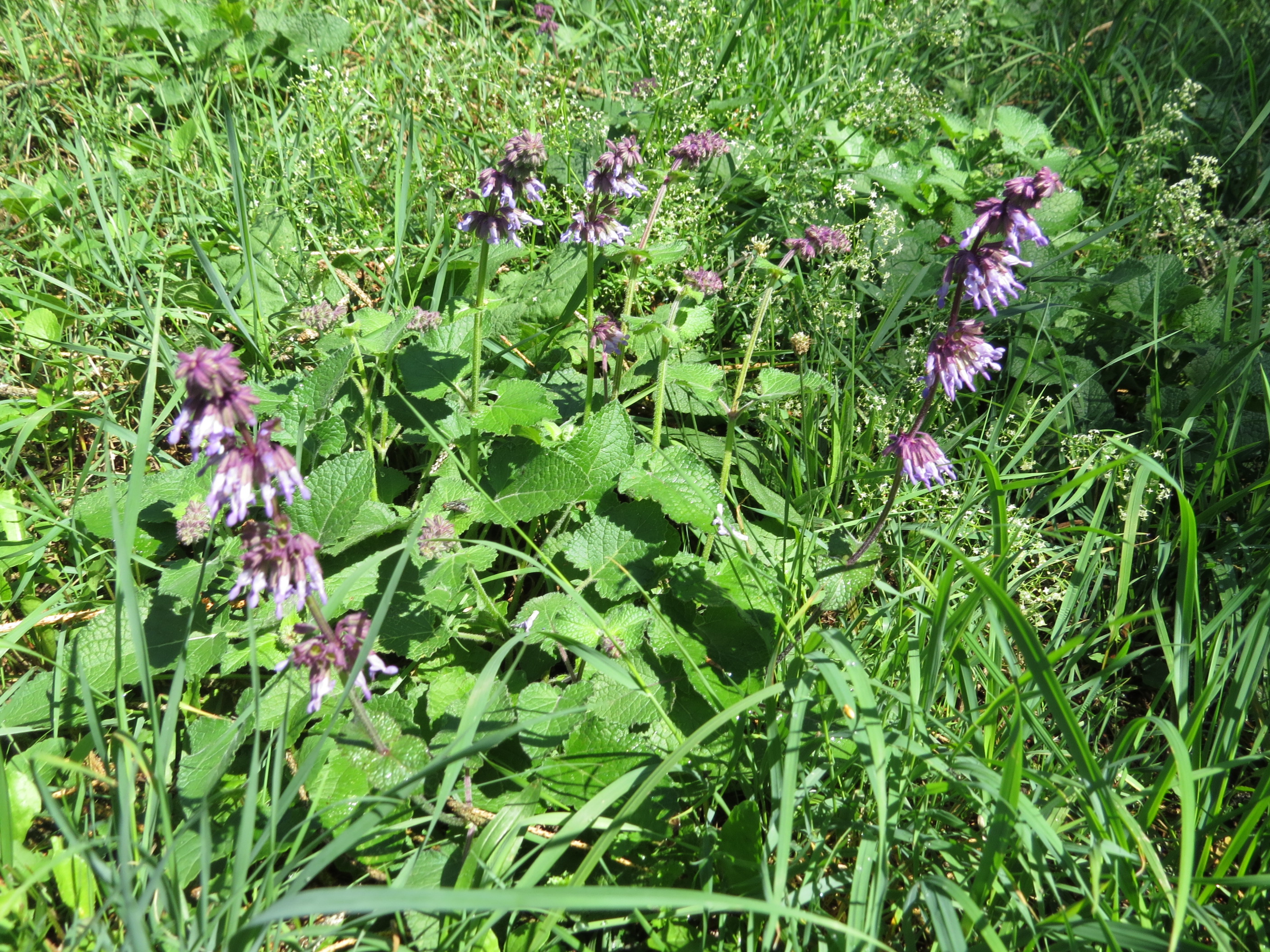 Lilac Sage photo 5