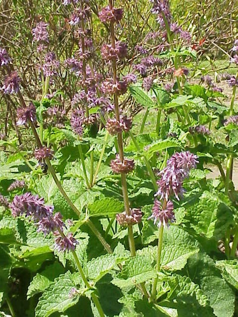 Lilac Sage photo 2