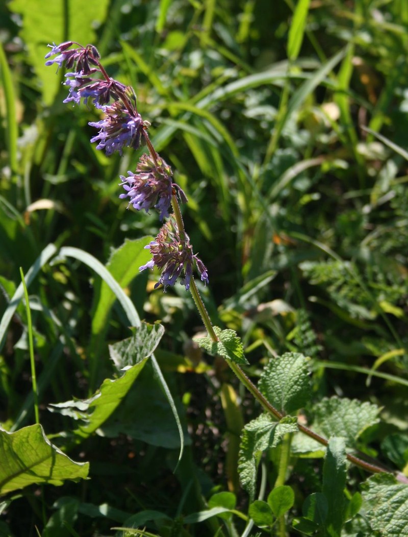 Lilac Sage photo 3