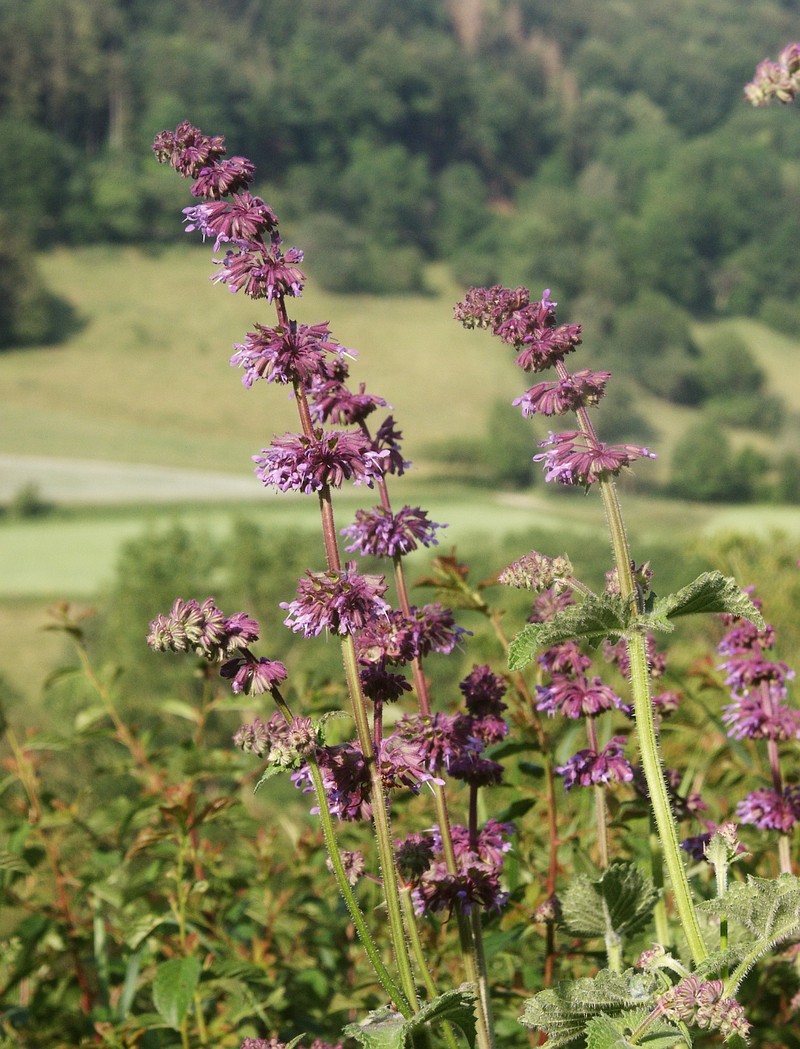 Lilac Sage