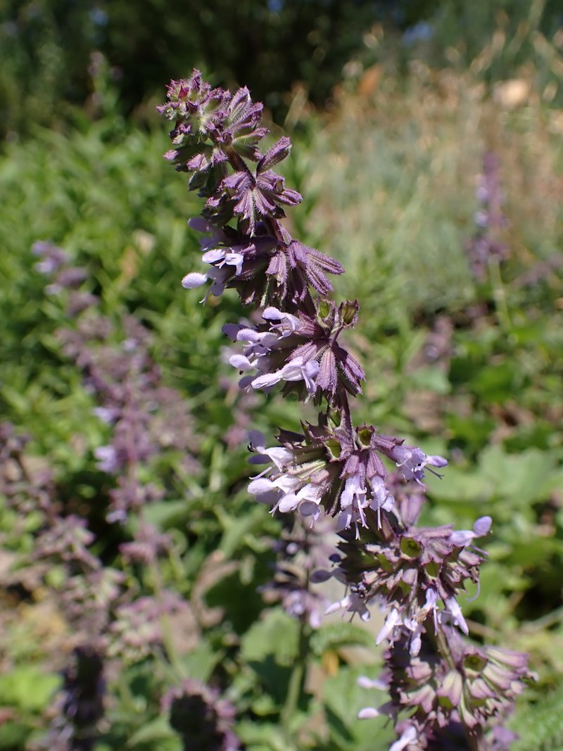 Lilac Sage photo 6