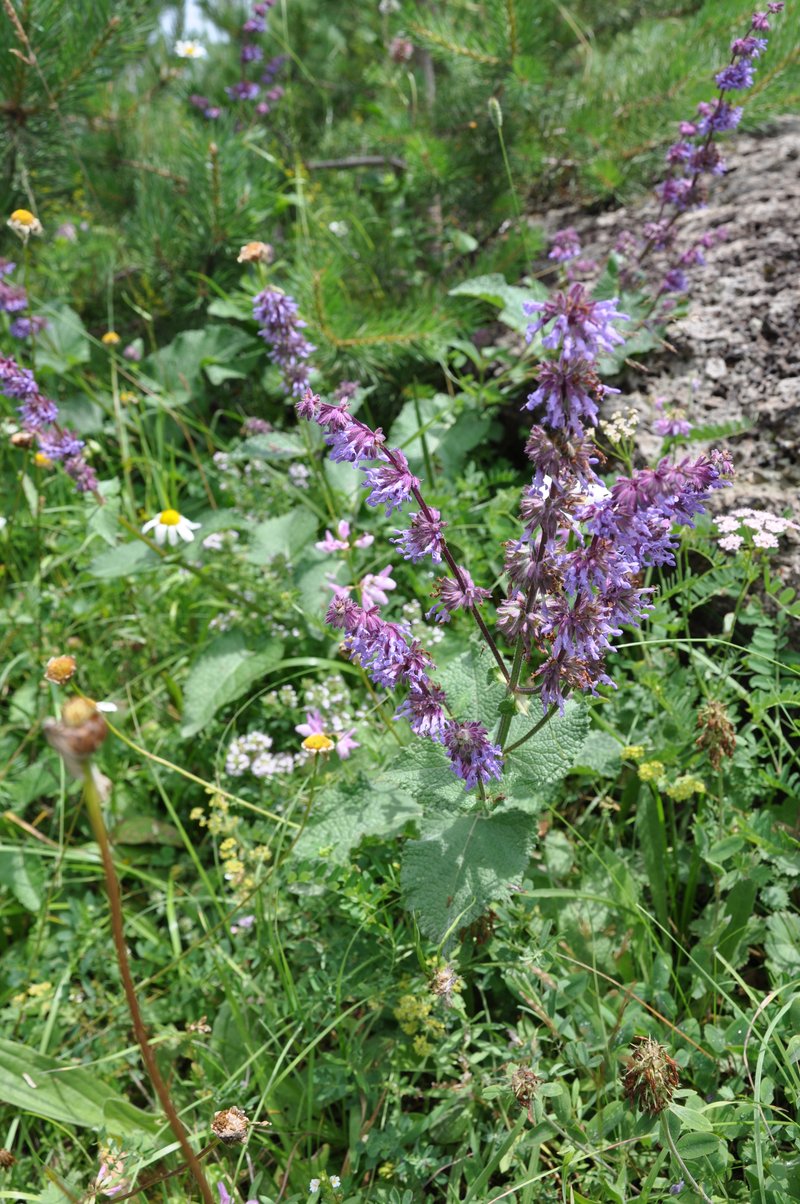 Lilac Sage photo 7