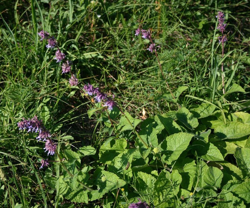 Lilac Sage photo 8