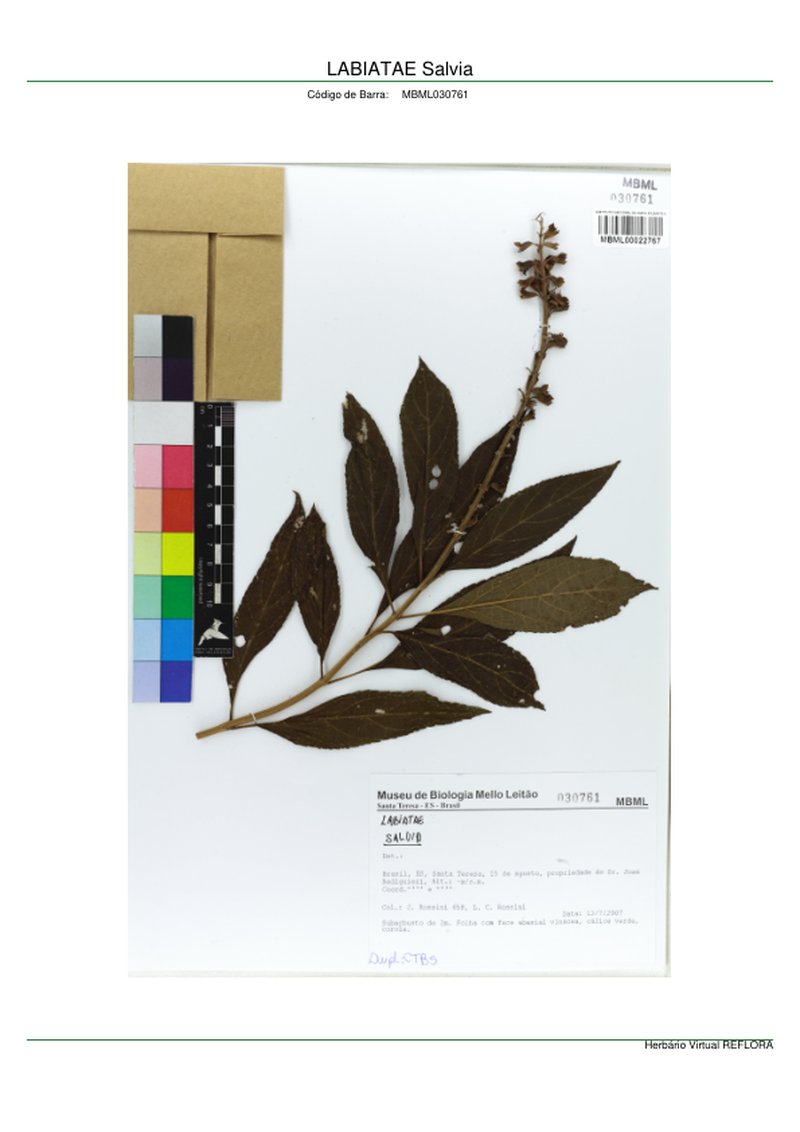 Largeflower Sage