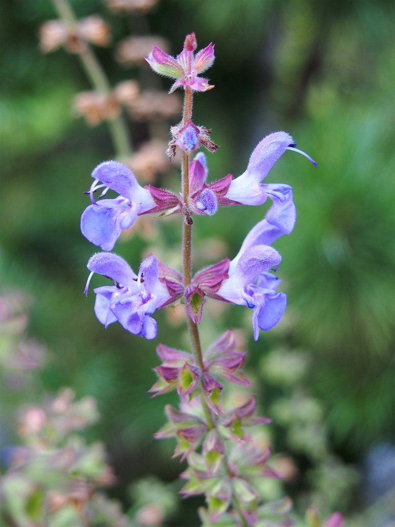 Wand Sage photo 4