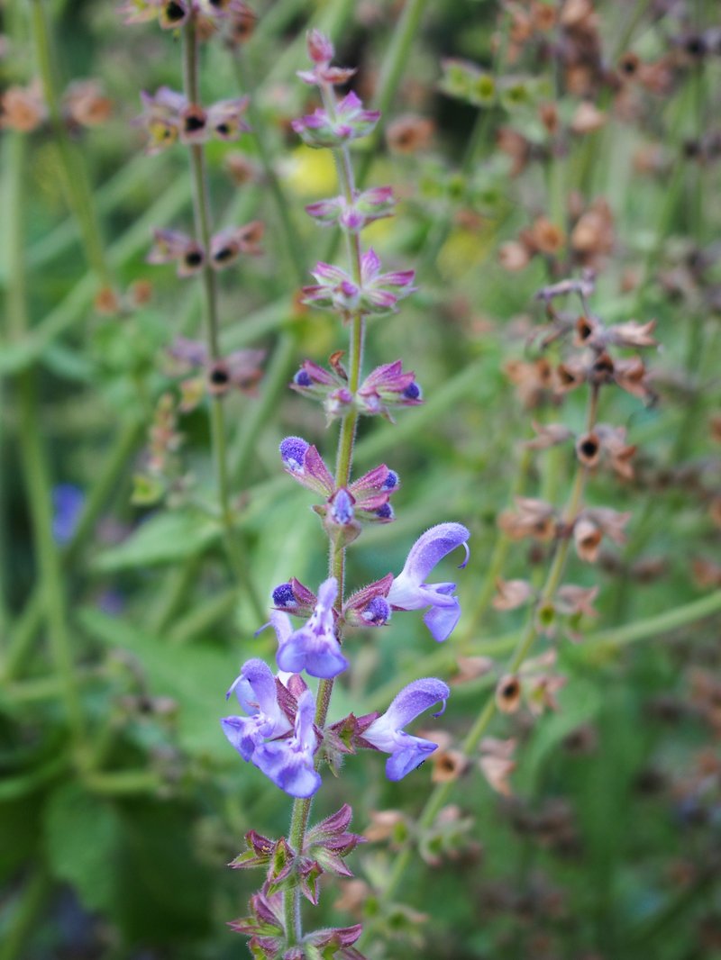 Wand Sage photo 5
