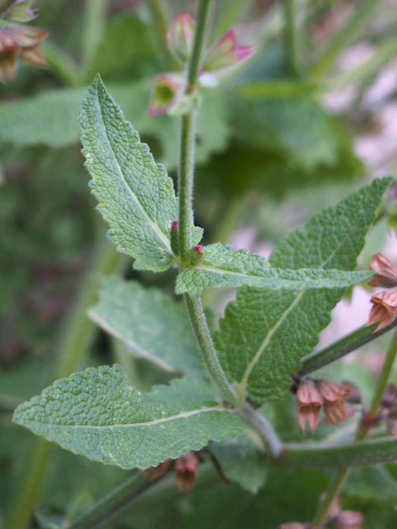 Wand Sage photo 6