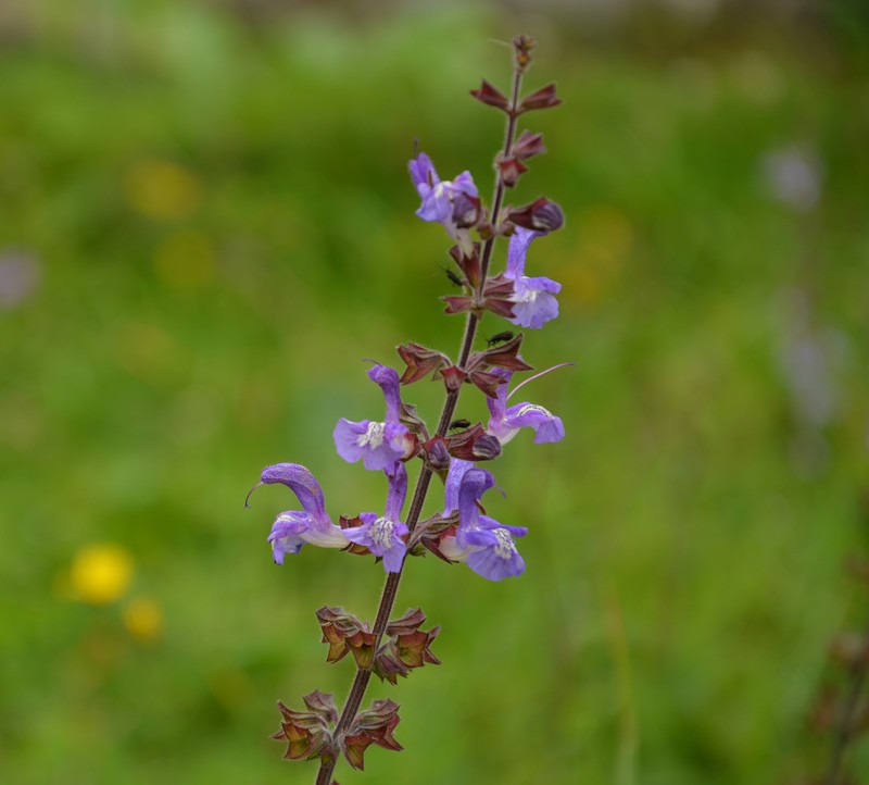 Wand Sage photo 2