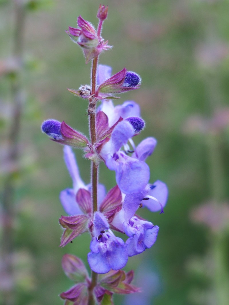 Wand Sage photo 3