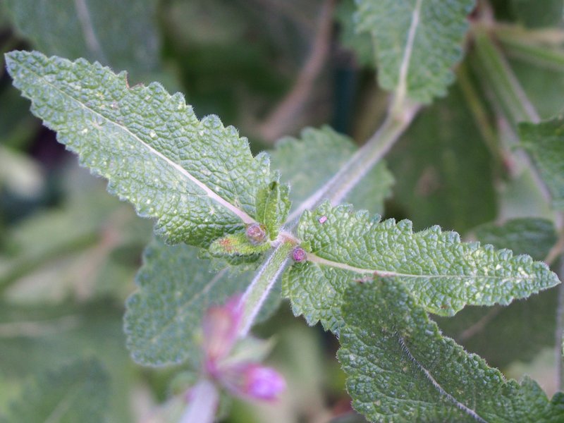 Wand Sage photo 7