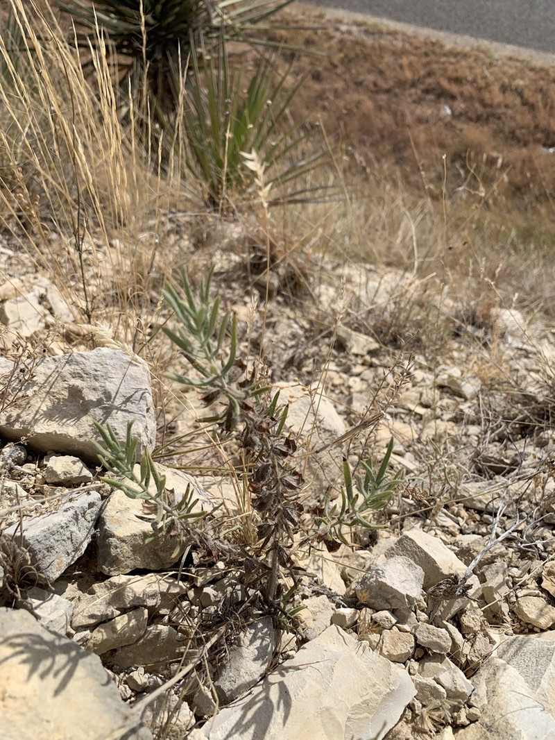 Clustered Sage