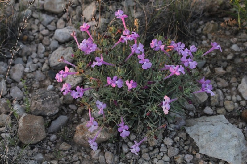 Clustered Sage photo 3