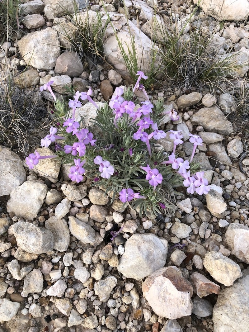 Clustered Sage photo 5