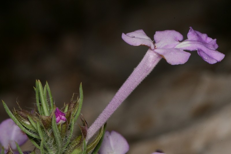 Clustered Sage photo 6