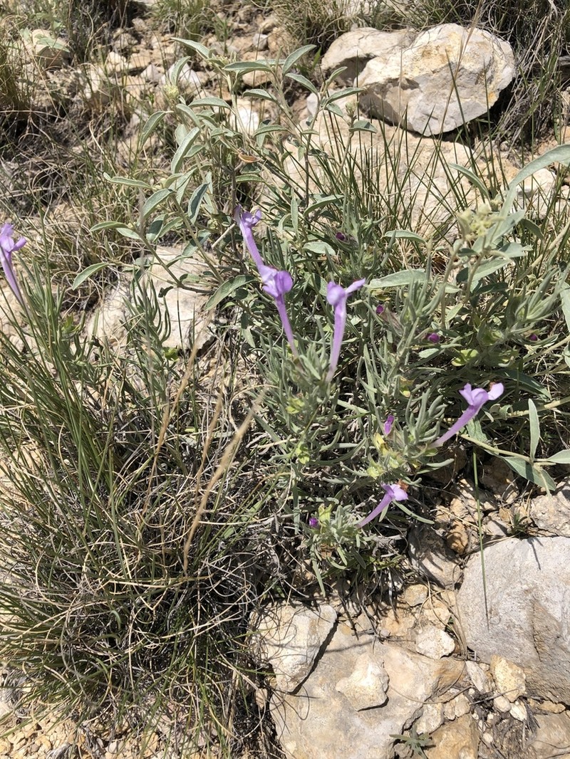 Clustered Sage photo 7