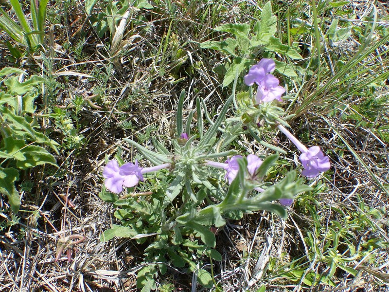 Clustered Sage photo 8