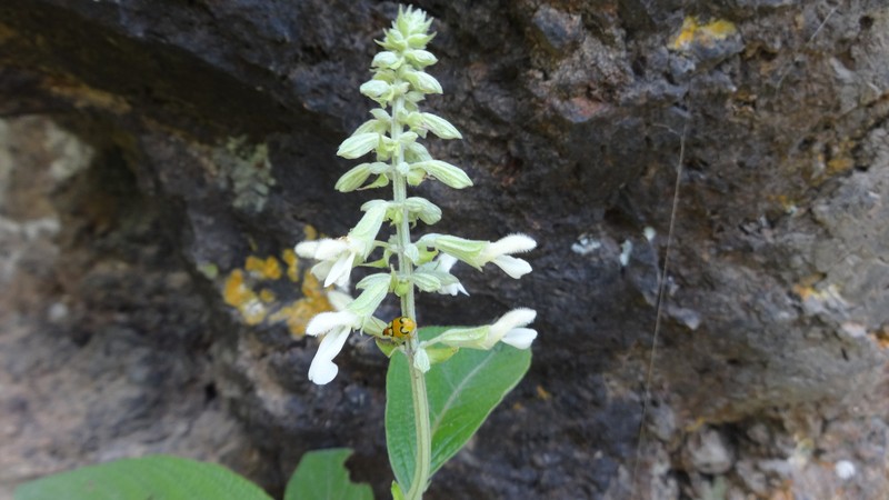 Salvia wixarika photo 2