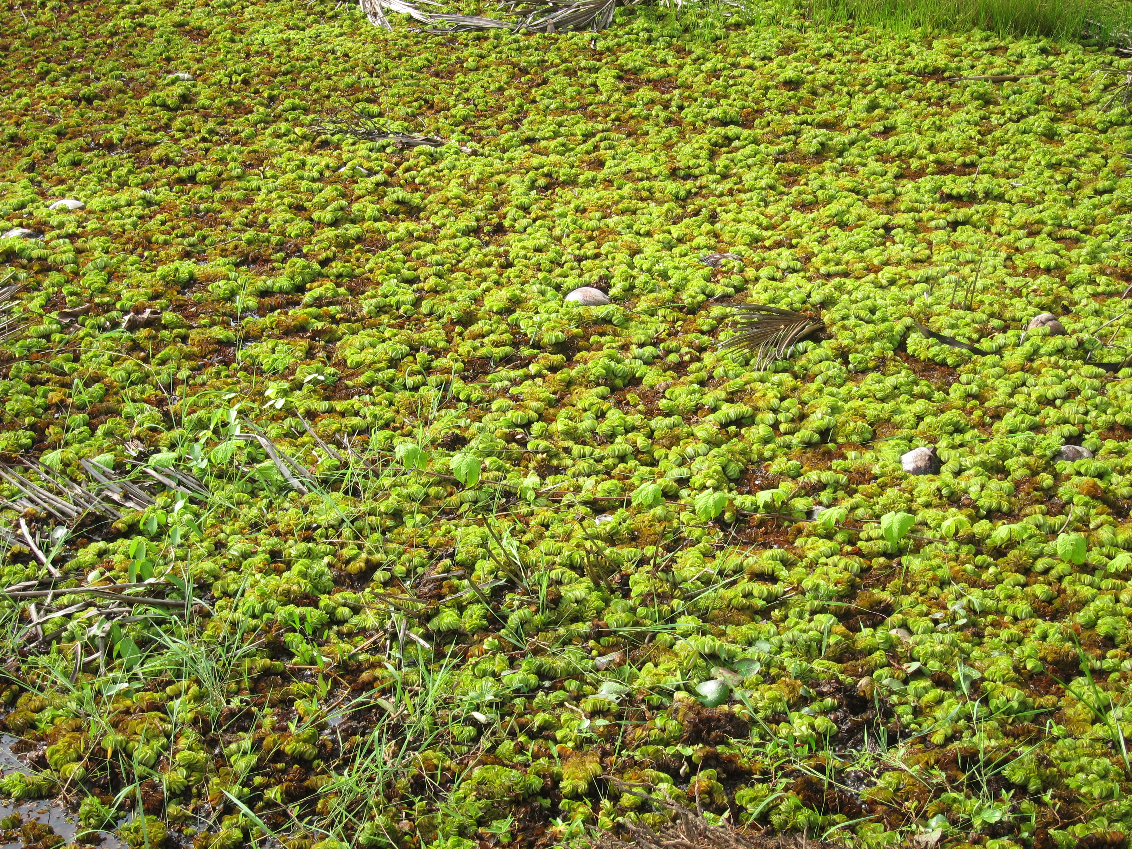 Eared Watermoss photo 3