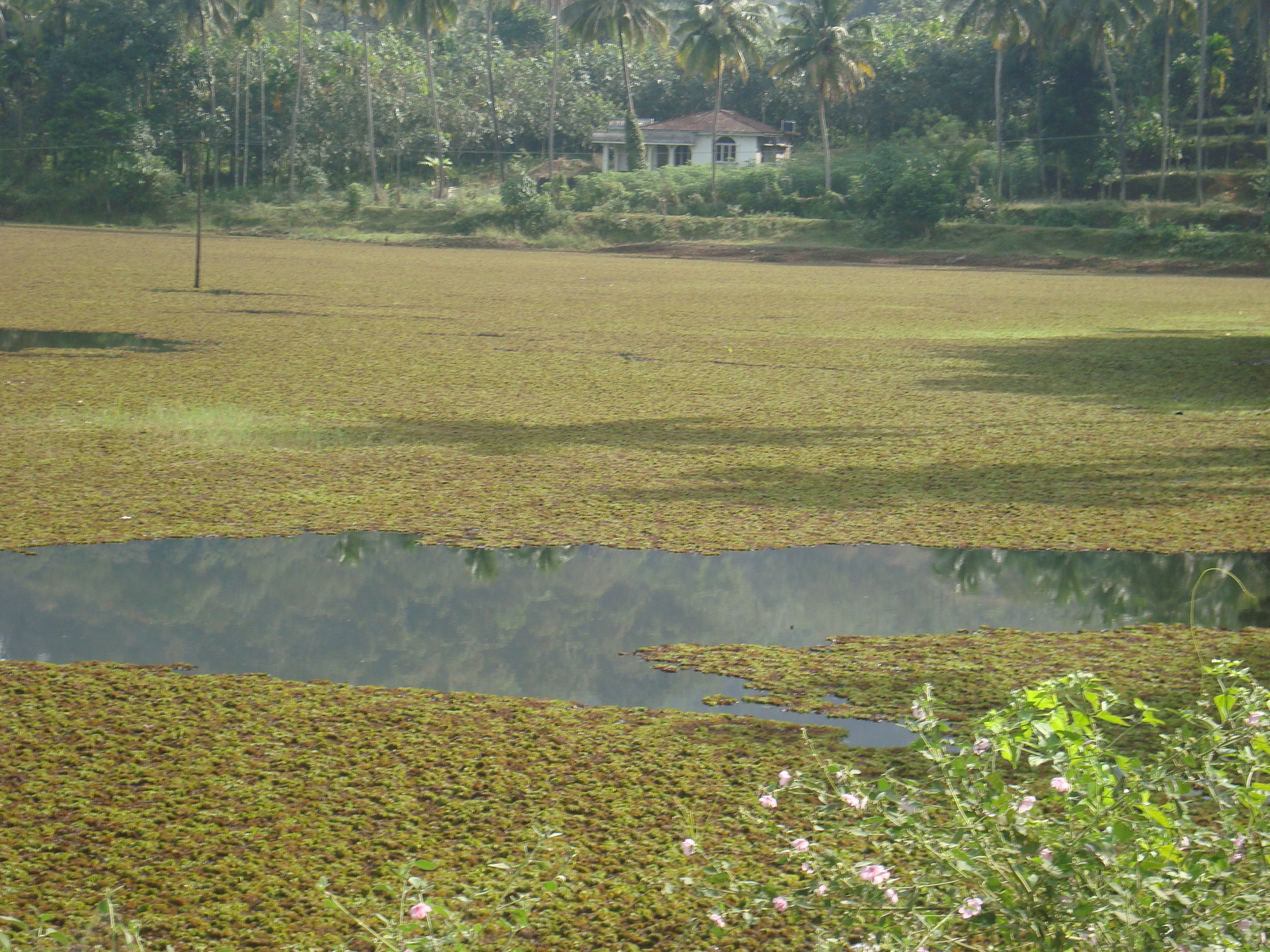 Eared Watermoss photo 4