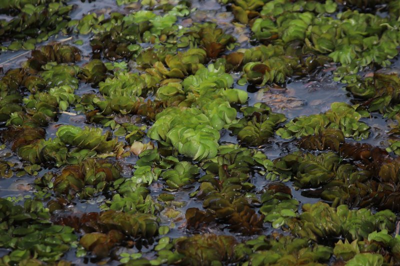 Eared Watermoss photo 5