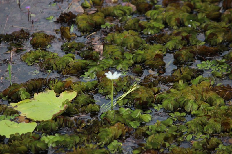Eared Watermoss photo 6