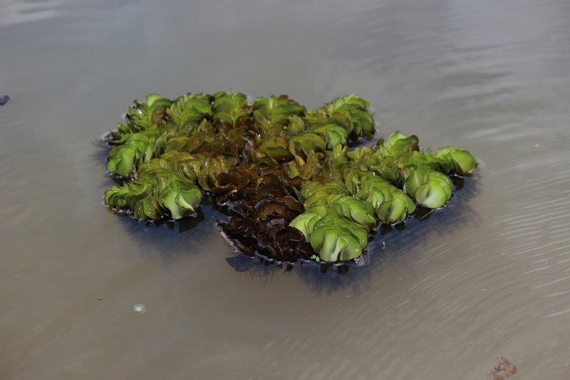 Eared Watermoss photo 7