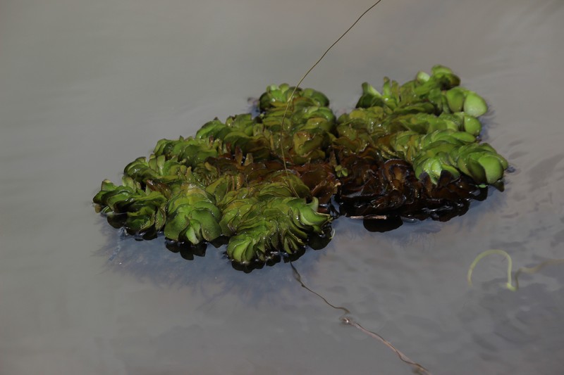 Eared Watermoss photo 8