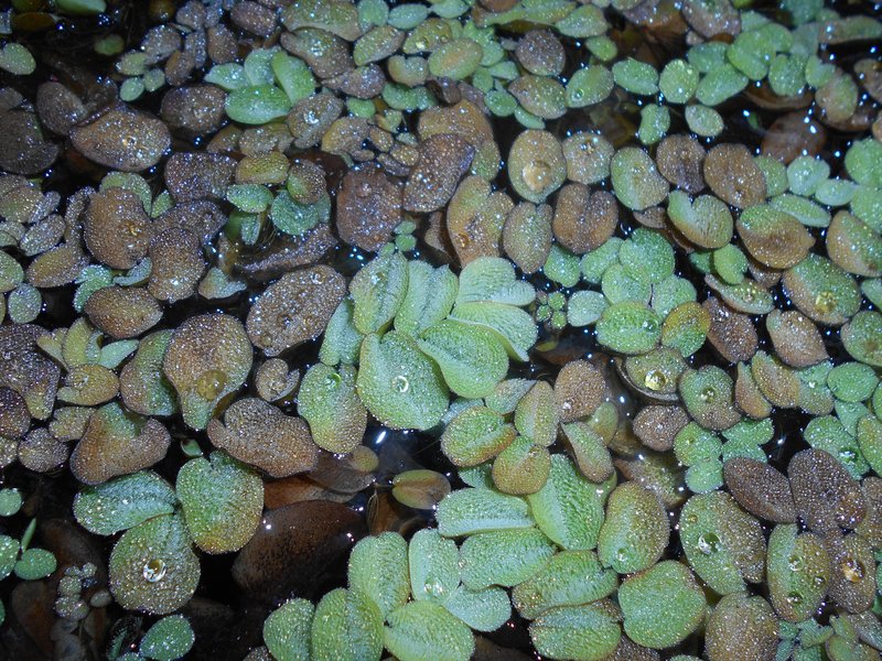Giant Salvinia