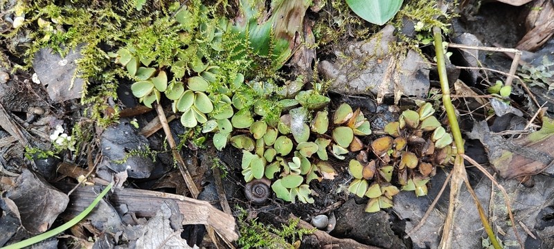 Salvinia cucullata