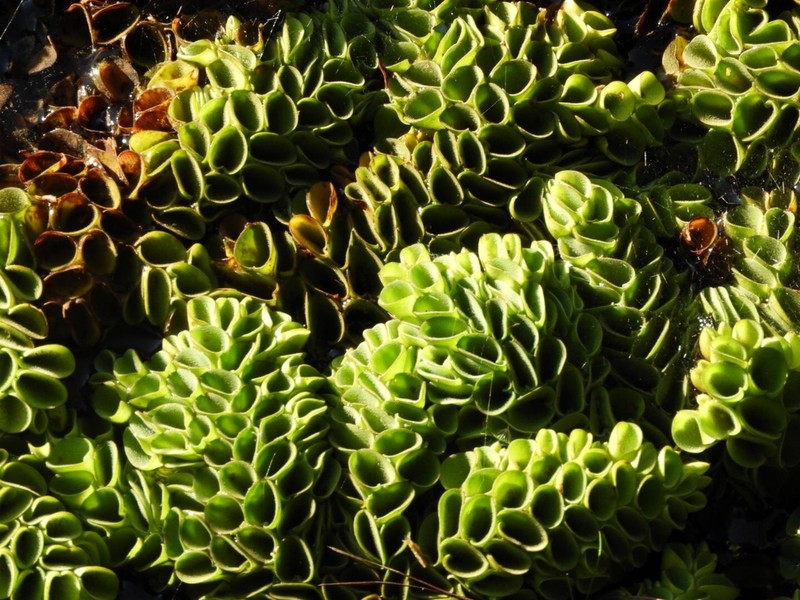 Salvinia cucullata photo 2