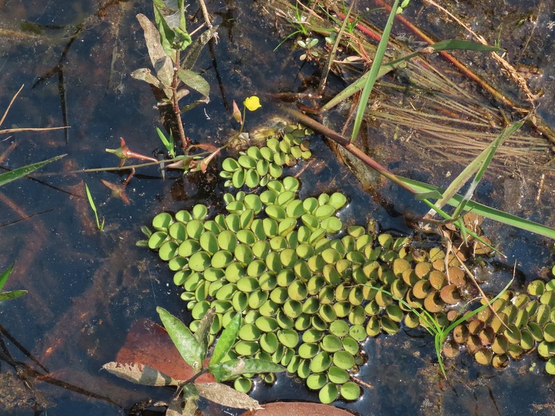 Salvinia cucullata photo 3