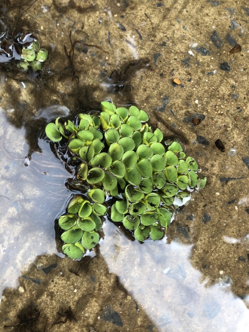 Salvinia cucullata photo 4
