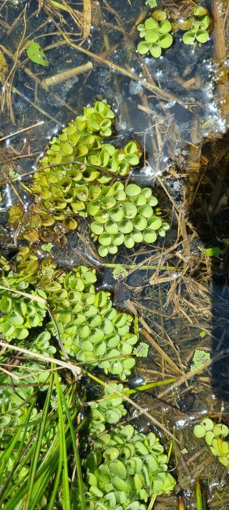 Salvinia cucullata photo 5