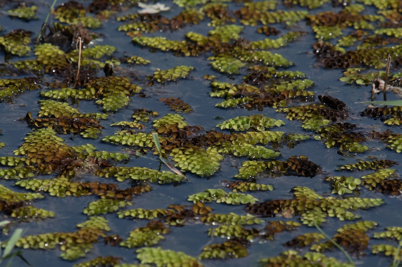 Salvinia cucullata photo 6