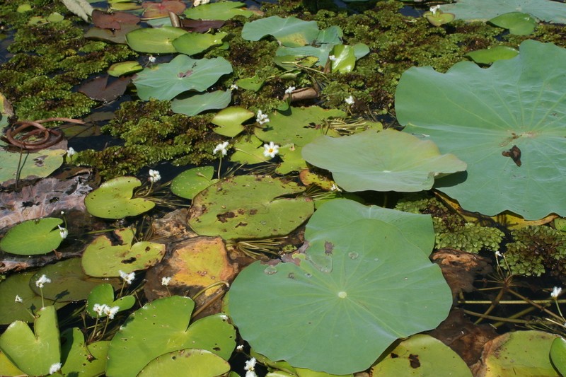 Salvinia cucullata photo 7