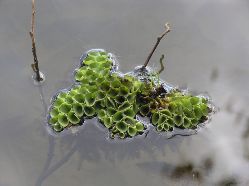 Salvinia cucullata photo 8