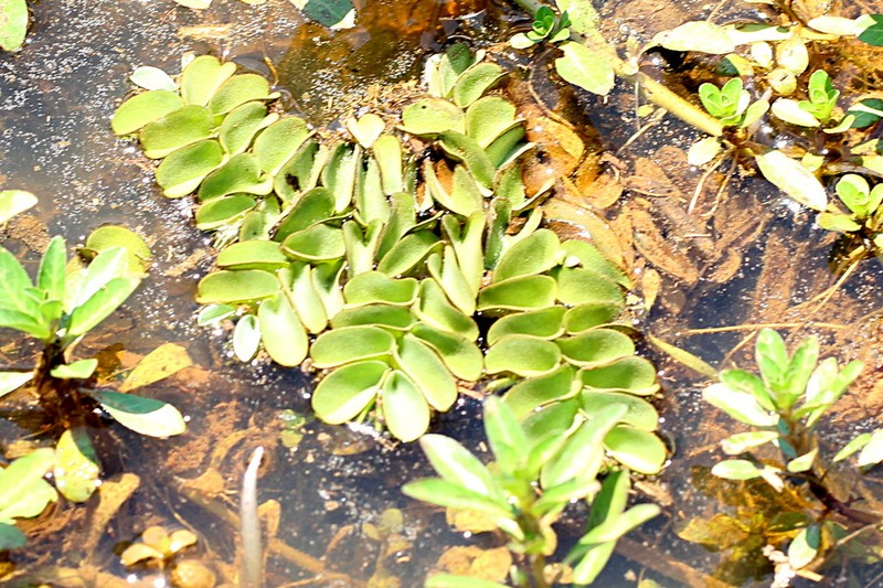 Salvinia hastata
