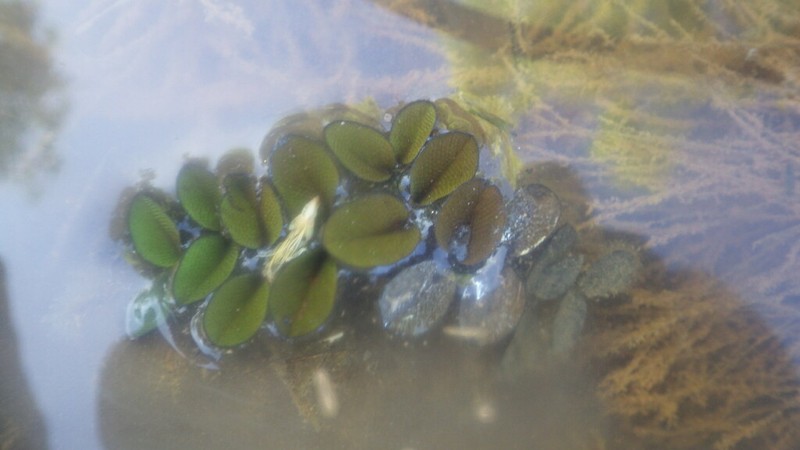Salvinia hastata photo 2