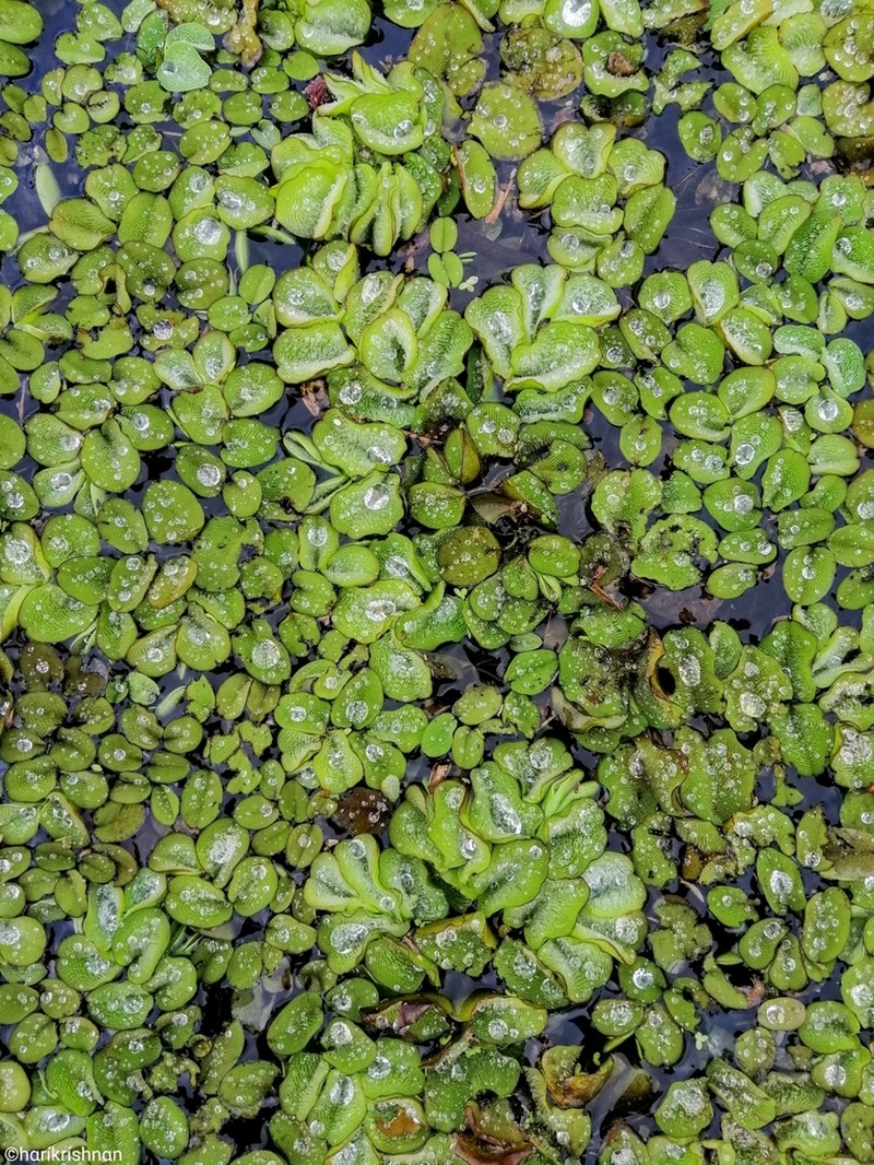 Salvinia hastata photo 3