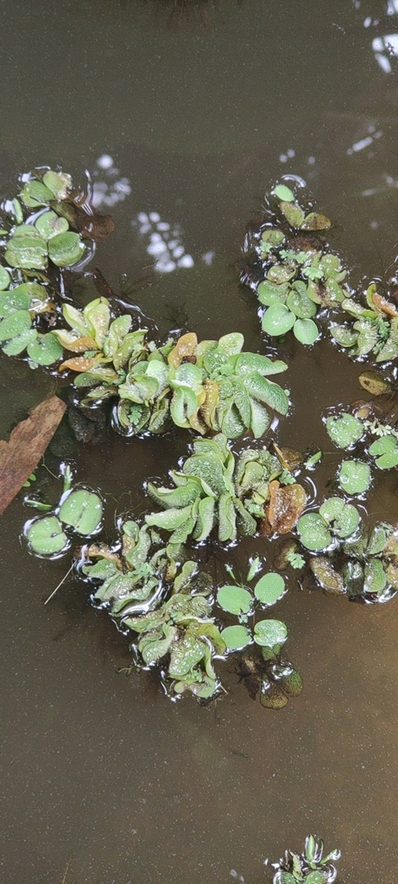 Salvinia hastata photo 4