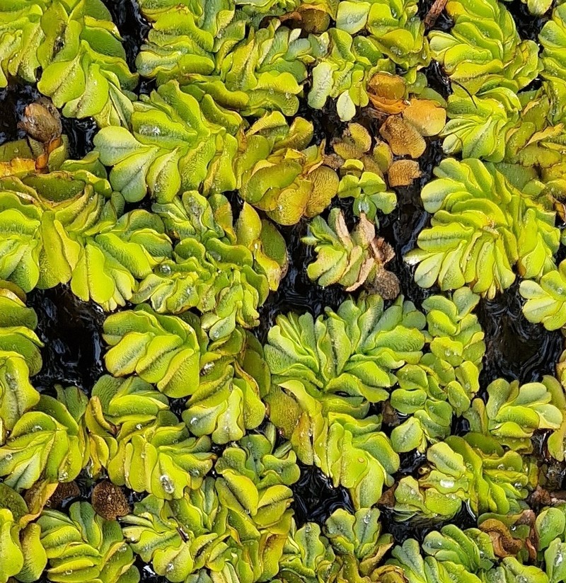Salvinia hastata photo 5
