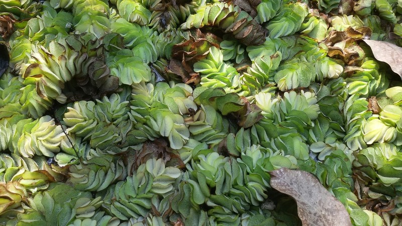 Salvinia hastata photo 6