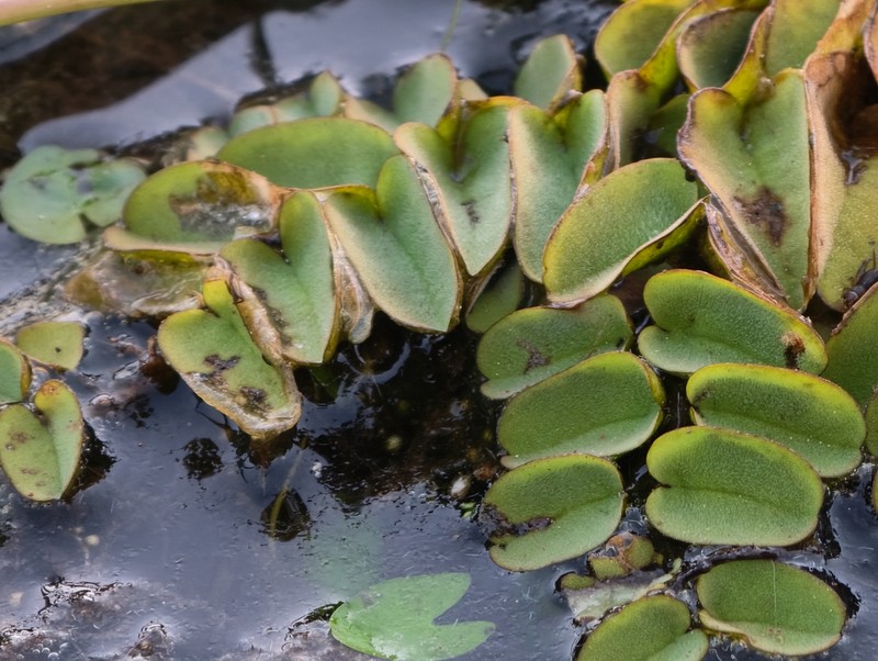 Salvinia hastata photo 8